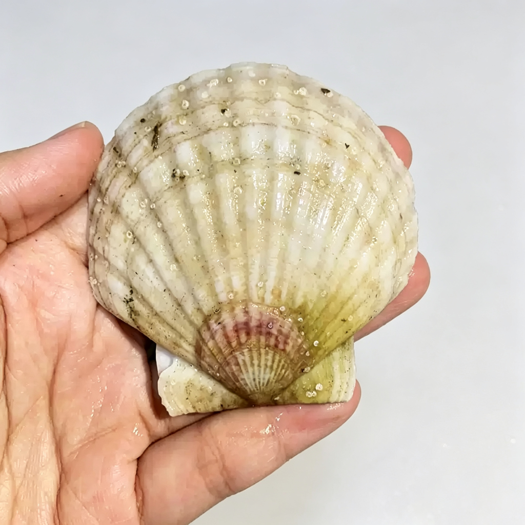 Frozen Whole Shell Scallops